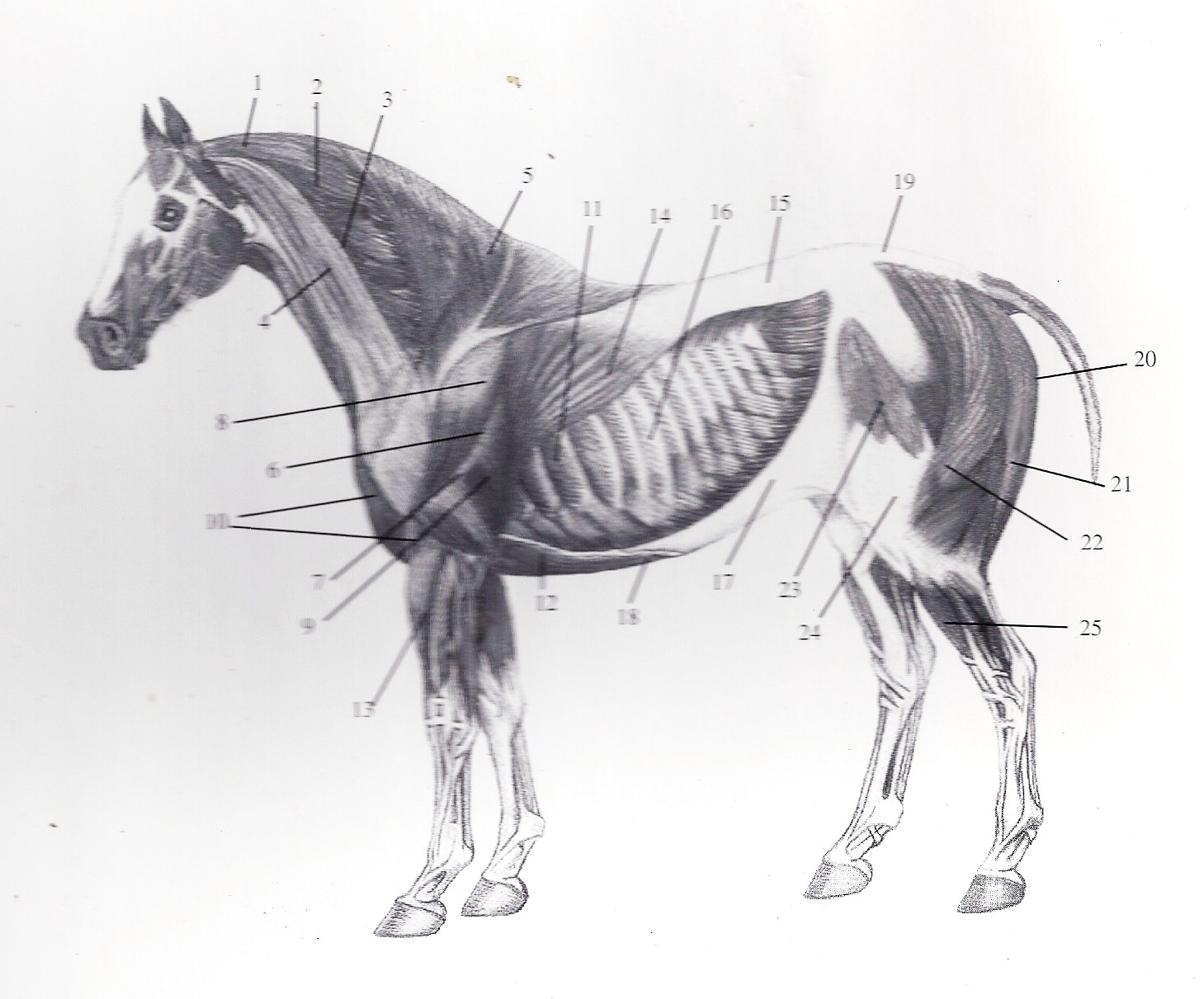 Equine Muscle Chart